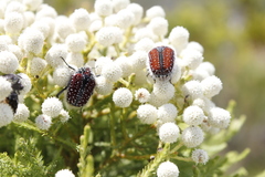 Trichostetha capensis capensis
