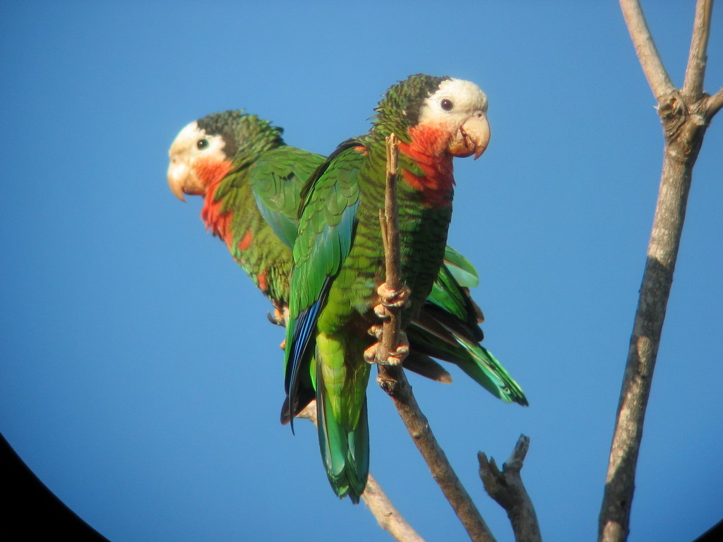 Cuban Amazon photo