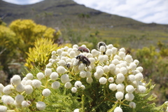 Trichostetha capensis capensis
