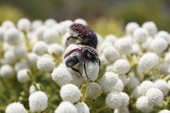 Trichostetha capensis capensis