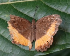 Eurytela dryope