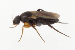 Metopininae