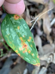 Puccinia smilacis