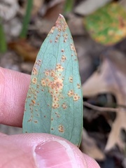 Puccinia smilacis