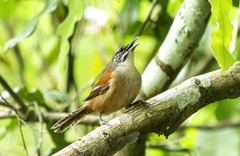 Pheugopedius genibarbis
