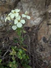 Erysimum franciscanum