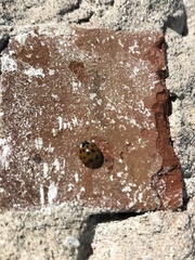 Harmonia axyridis