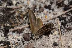 Lepidochrysops robertsoni