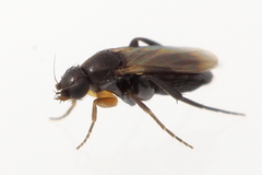 Metopininae
