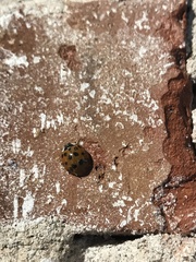 Harmonia axyridis