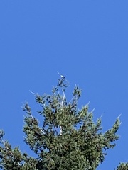 Aphelocoma californica