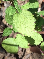 Hesperocnide tenella