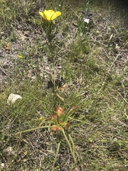 Oenothera berlandieri