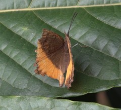 Eurytela dryope