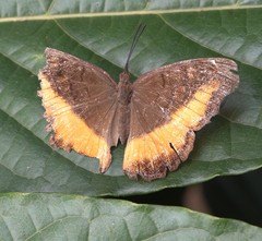 Eurytela dryope