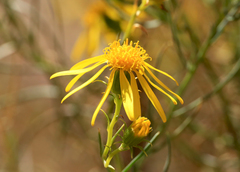 Senecio flaccidus douglasii