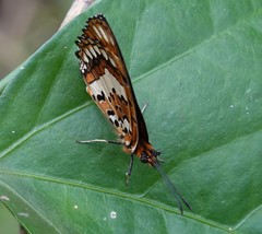 Byblia anvatara anvatara