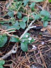 Veronica officinalis