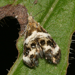 Tebenna onustana