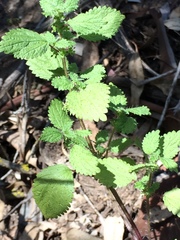 Hesperocnide tenella