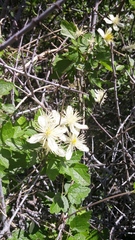 Clematis