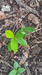 Syzygium samarangense