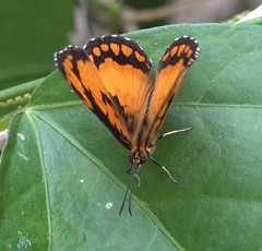 Byblia anvatara anvatara