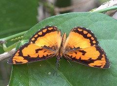 Byblia anvatara anvatara