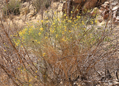 Senecio flaccidus douglasii