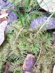 Hylocomium splendens