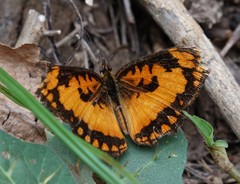 Byblia anvatara anvatara