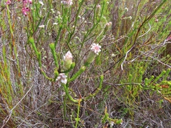 Spatalla ericoides