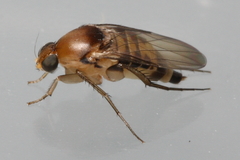 Phalacrotophora longifrons