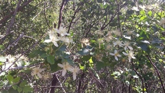 Clematis