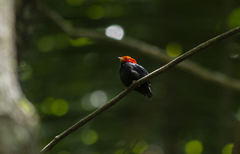 Ceratopipra rubrocapilla