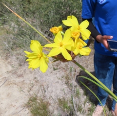 Bobartia longicyma