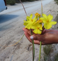Bobartia longicyma