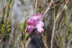 Gladiolus ornatus