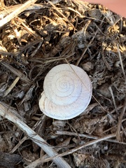 Helminthoglypta sanctaecrucis