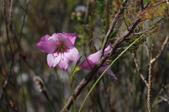 Gladiolus ornatus