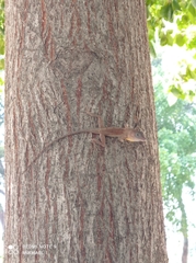 Anolis
