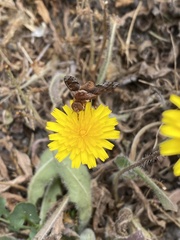 Paranthrax rufiventris