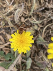 Paranthrax rufiventris