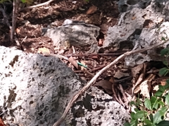 Pholidoscelis wetmorei