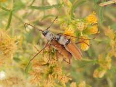 Crossidius suturalis