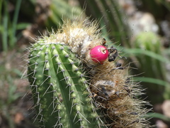 Coleocephalocereus fluminensis