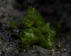 Sphaerocarpos texanus