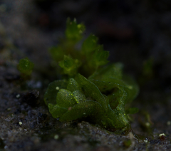 Sphaerocarpos texanus