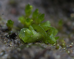 Sphaerocarpos texanus