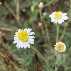 Felicia clavipilosa